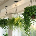 Four green plants hanging from the ceiling