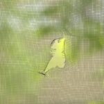 Torn window screen, closeup